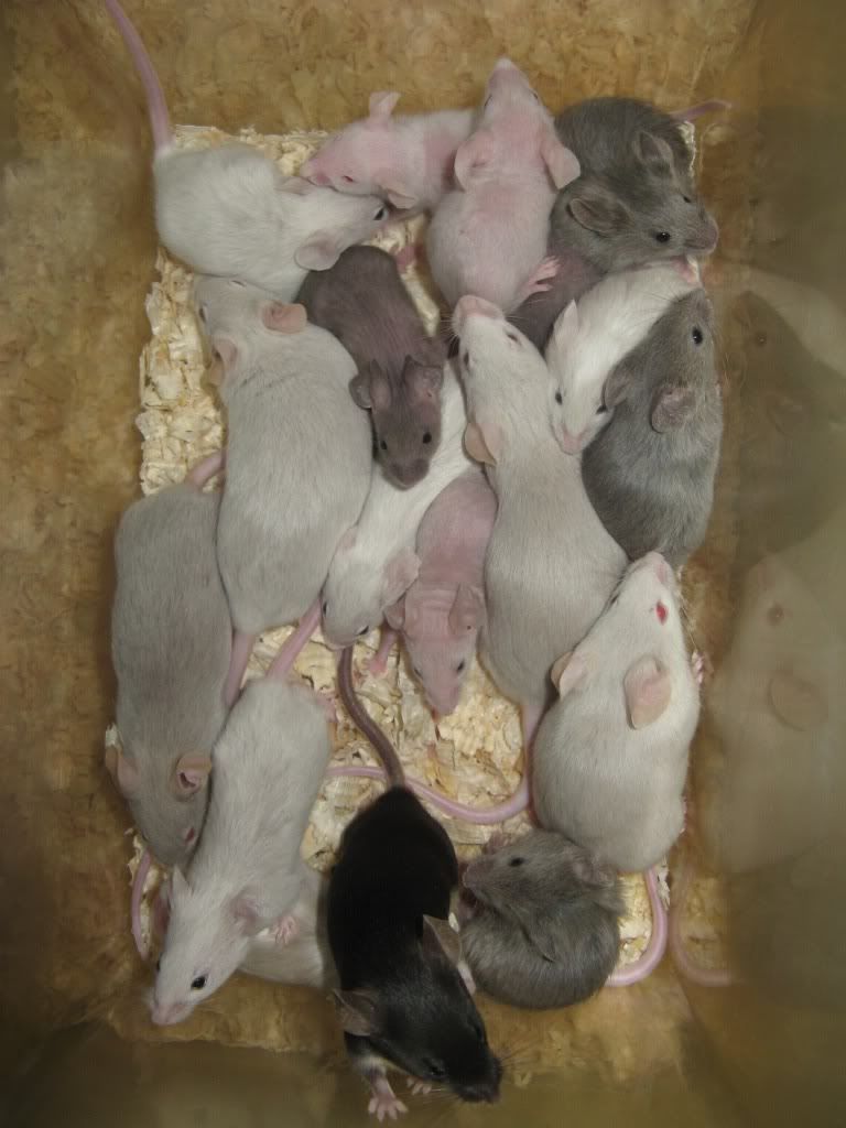 E Midlands Male mice for sale [Notts] Reptile Forums
